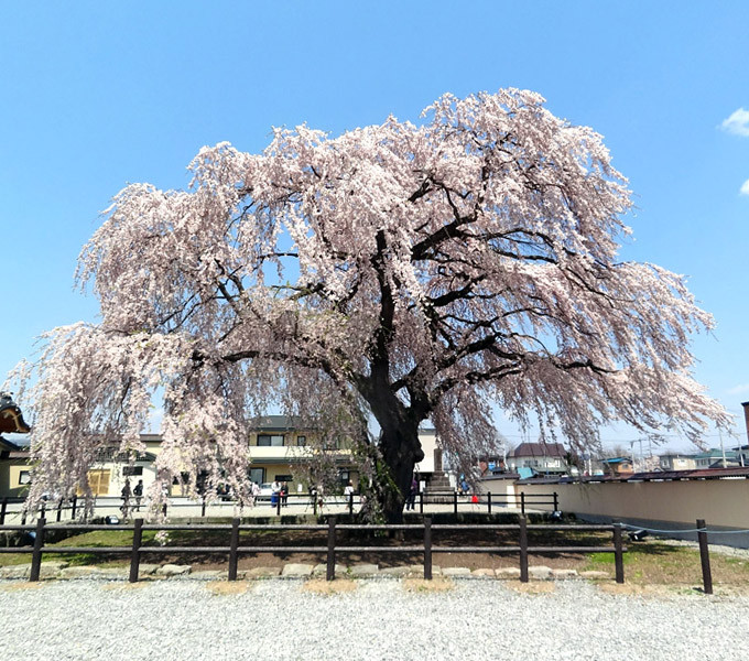 枝垂れ桜