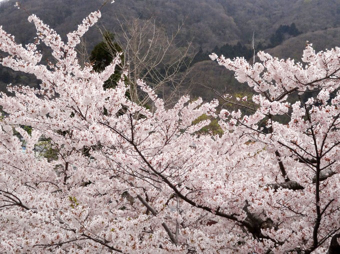 函館公園_03