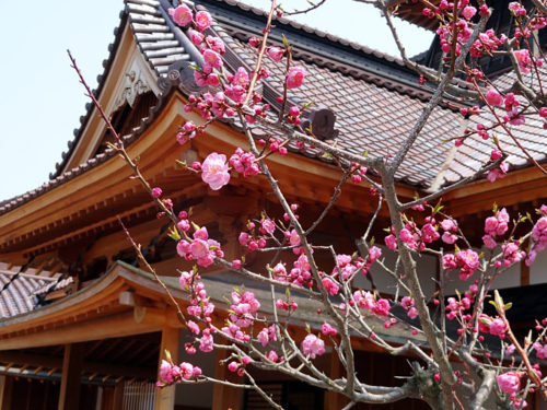 梅と箱館奉行所