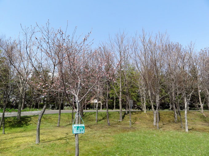 昭和公園