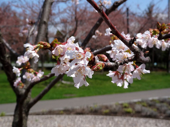 昭和公園