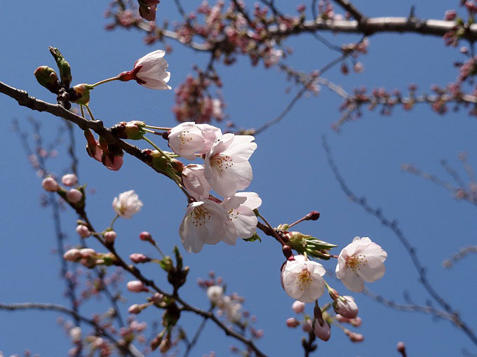 昭和公園