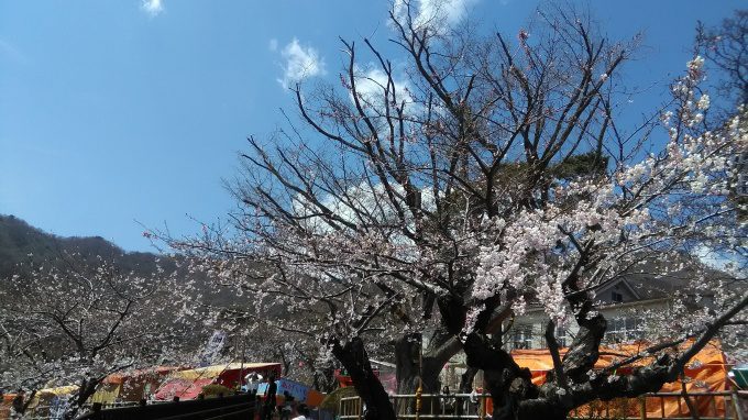 函館公園:桜