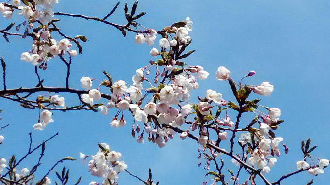 函館公園：桜