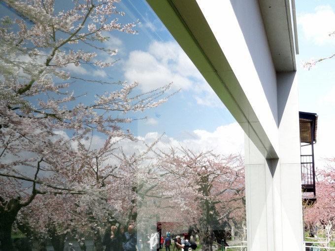 五稜郭公園:桜