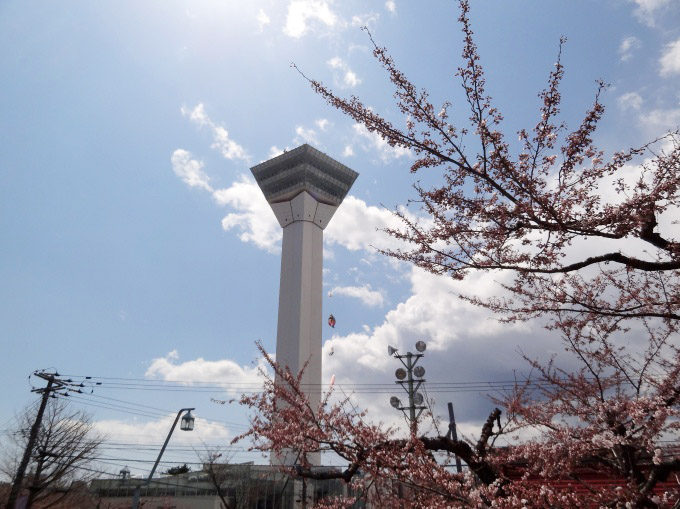 五稜郭公園:桜