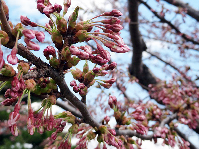 五稜郭公園:桜