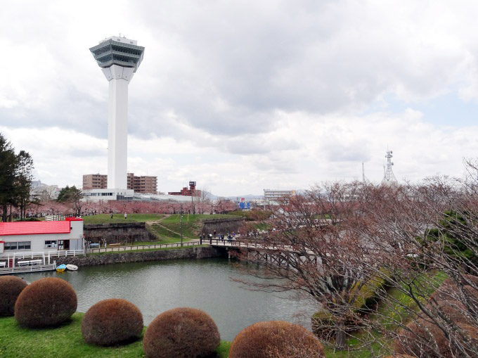 五稜郭公園:桜