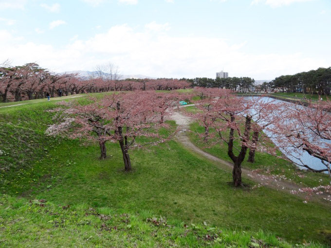 五稜郭公園:桜