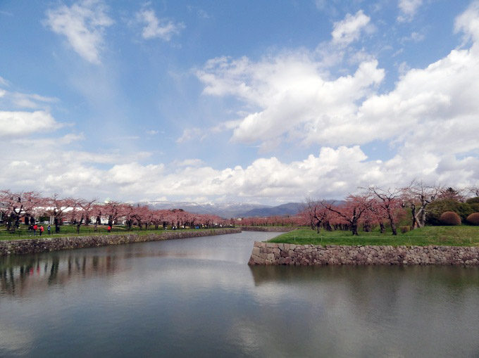 五稜郭公園:桜