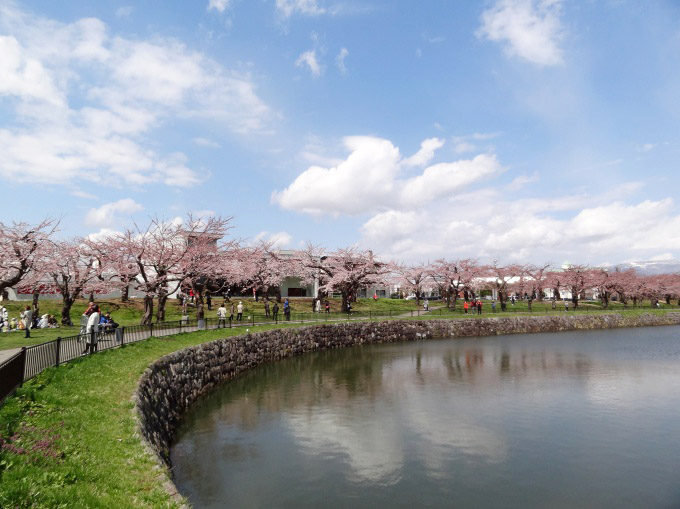 五稜郭公園:桜