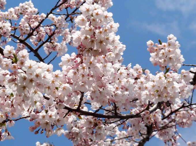 五稜郭公園：桜