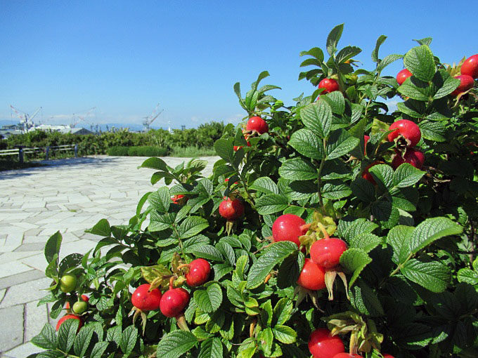 函館・緑の島