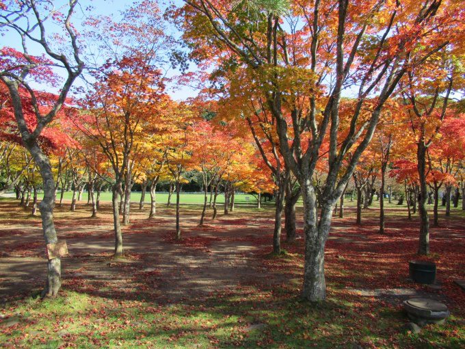 【紅葉情報】笹流ダム(赤川水源地)の前庭広場は、ほぼ見頃かも?