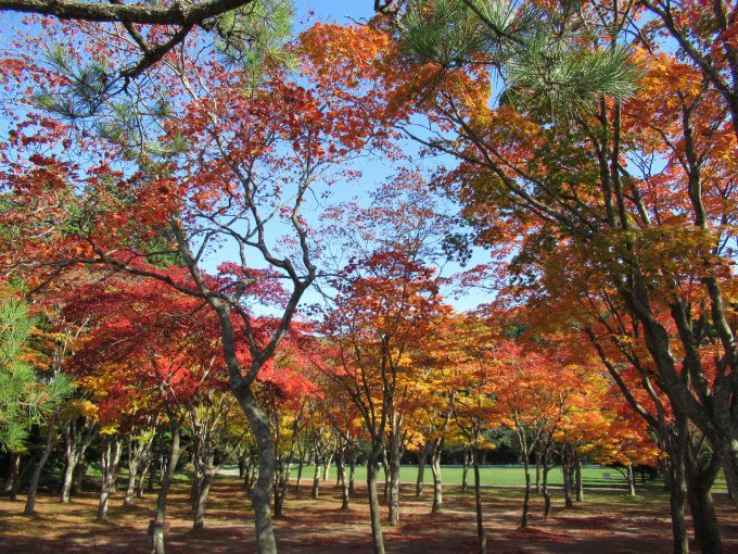 【紅葉情報】笹流ダム(赤川水源地)の前庭広場は、ほぼ見頃かも?