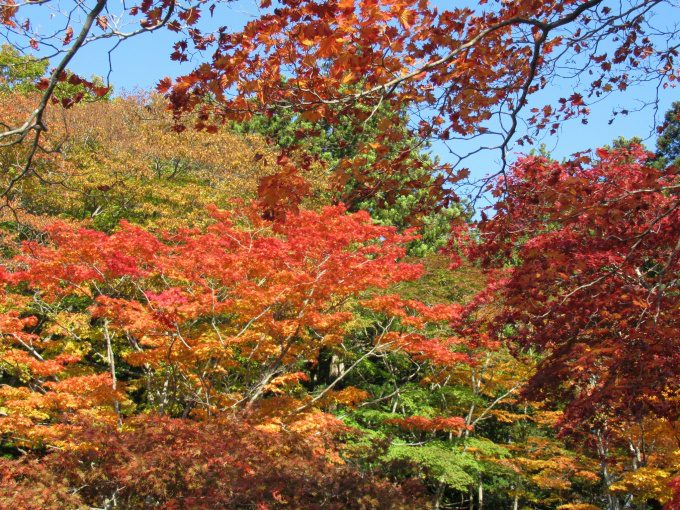 【紅葉情報】笹流ダム(赤川水源地)の前庭広場は、ほぼ見頃かも?