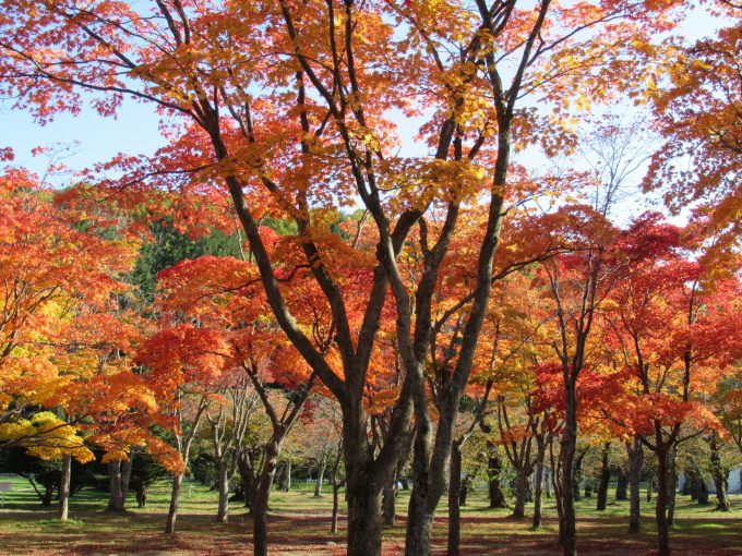 【紅葉情報】笹流ダム(赤川水源地)の前庭広場は、ほぼ見頃かも?