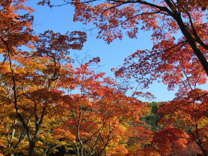 【紅葉情報】笹流ダム(赤川水源地)の前庭広場は、ほぼ見頃かも?
