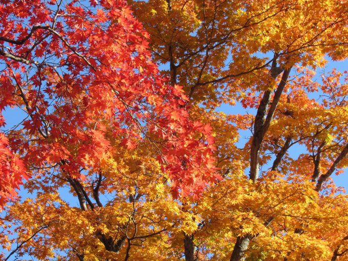 【紅葉情報】笹流ダム(赤川水源地)の前庭広場は、ほぼ見頃かも?
