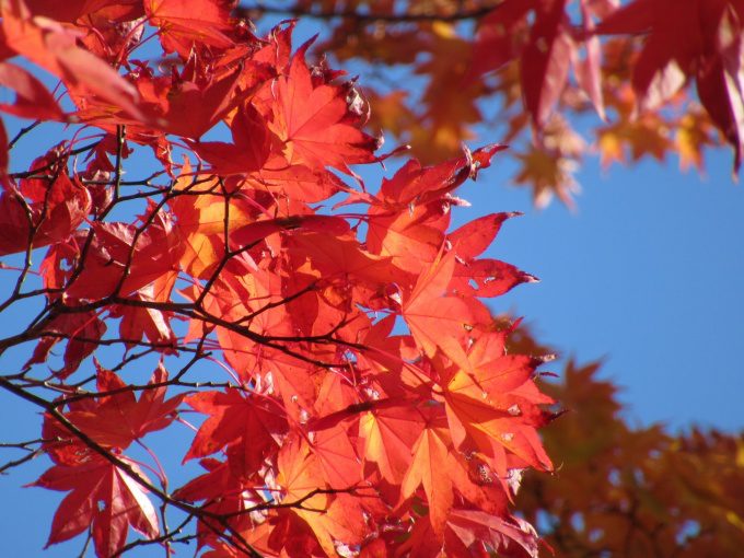 【紅葉情報】笹流ダム(赤川水源地)の前庭広場は、ほぼ見頃かも?