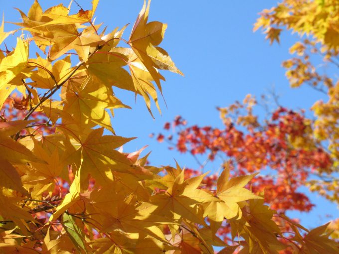 【紅葉情報】笹流ダム(赤川水源地)の前庭広場は、ほぼ見頃かも?