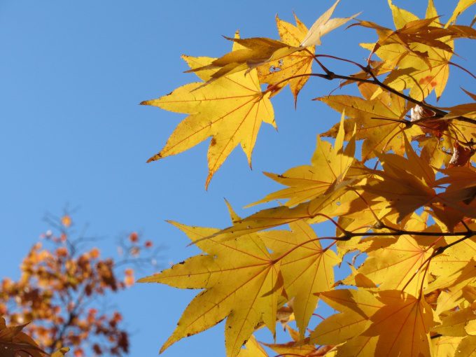 【紅葉情報】笹流ダム(赤川水源地)の前庭広場は、ほぼ見頃かも?