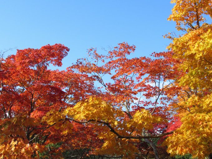 【紅葉情報】笹流ダム(赤川水源地)の前庭広場は、ほぼ見頃かも?