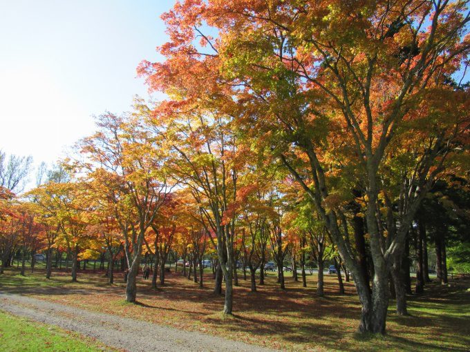 【紅葉情報】笹流ダム(赤川水源地)の前庭広場は、ほぼ見頃かも?