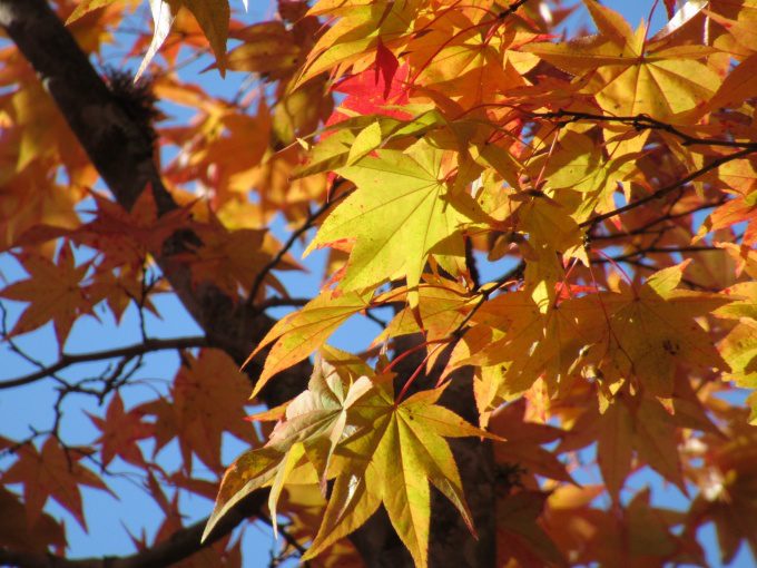 【紅葉情報】笹流ダム(赤川水源地)の前庭広場は、ほぼ見頃かも?