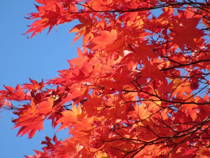【紅葉情報】笹流ダム(赤川水源地)の前庭広場は、ほぼ見頃かも?