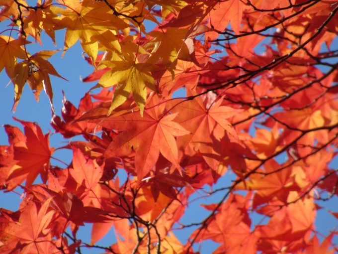 【紅葉情報】笹流ダム(赤川水源地)の前庭広場は、ほぼ見頃かも?