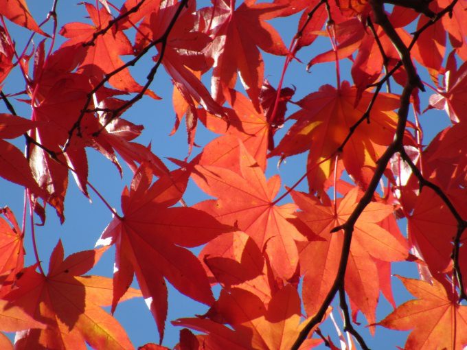 【紅葉情報】笹流ダム(赤川水源地)の前庭広場は、ほぼ見頃かも?