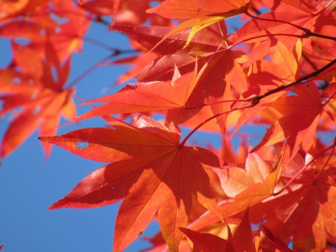 【紅葉情報】笹流ダム(赤川水源地)の前庭広場は、ほぼ見頃かも?