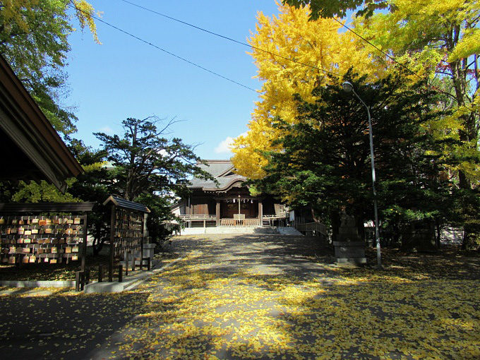 亀田八幡宮のイチョウが見頃で美しい