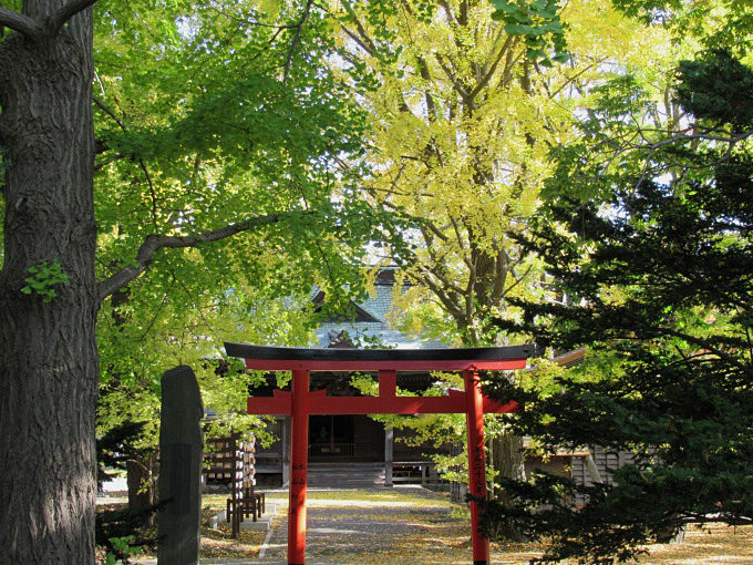 亀田八幡宮のイチョウが見頃で美しい