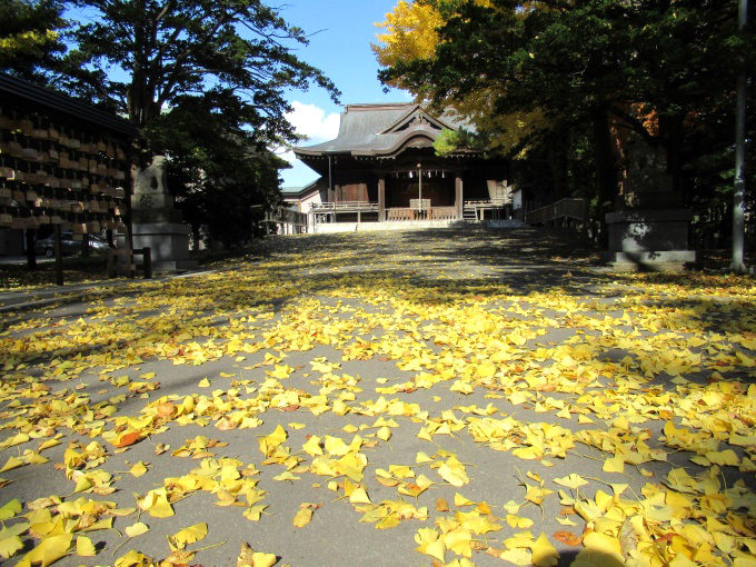 亀田八幡宮のイチョウが見頃で美しい
